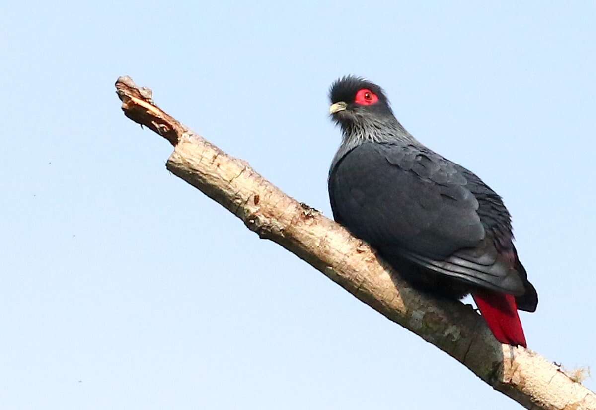 Image of blue pigeon