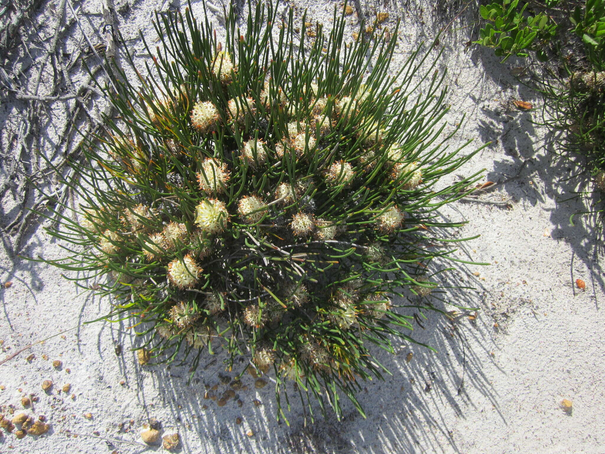 Image of Petrophile longifolia R. Br.