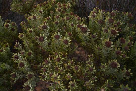 Image of grey conebush