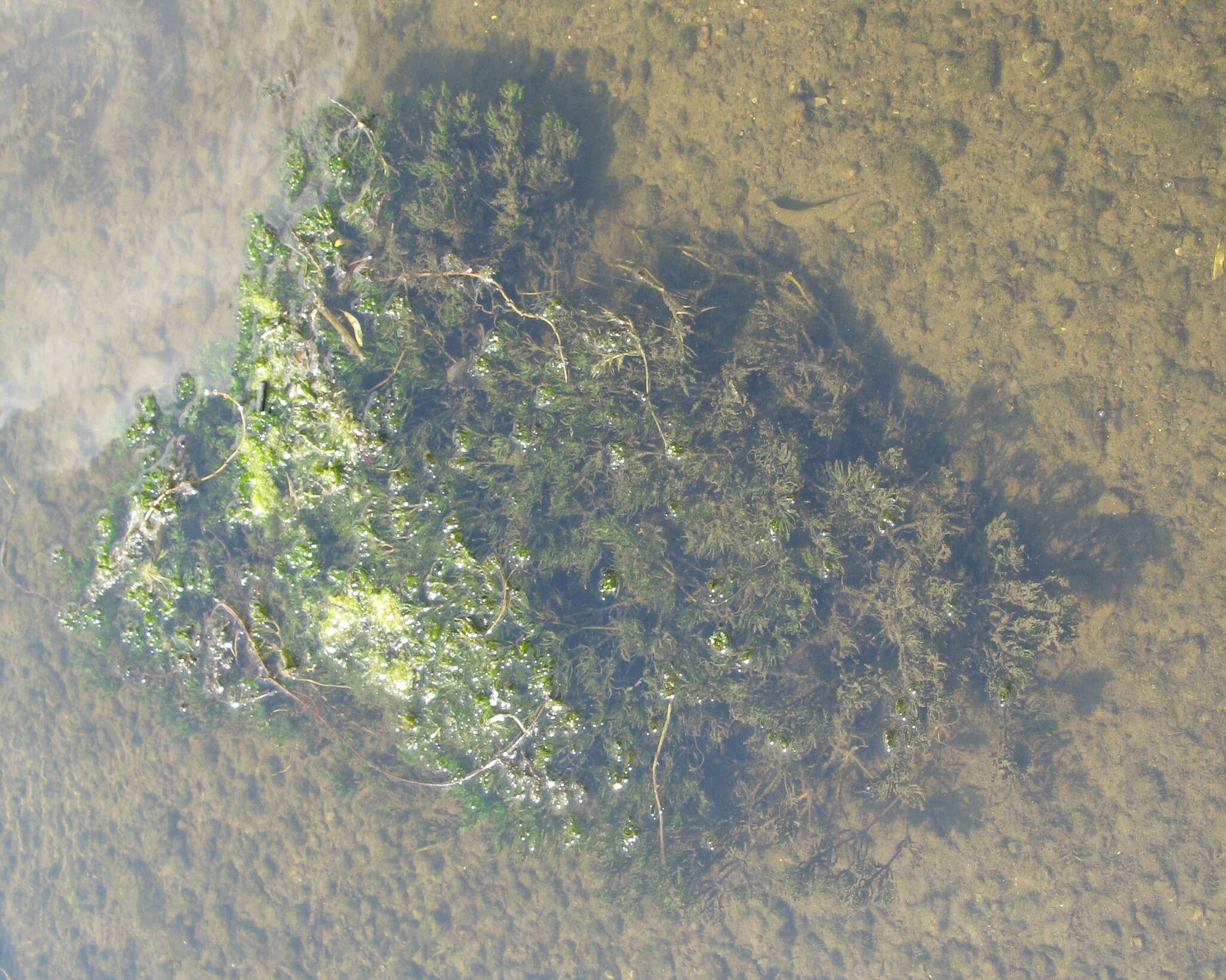 Image of Holly-leaved Naiad