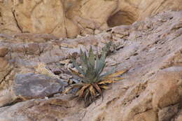 Image de Agave turneri R. H. Webb & Salazar-Ceseña