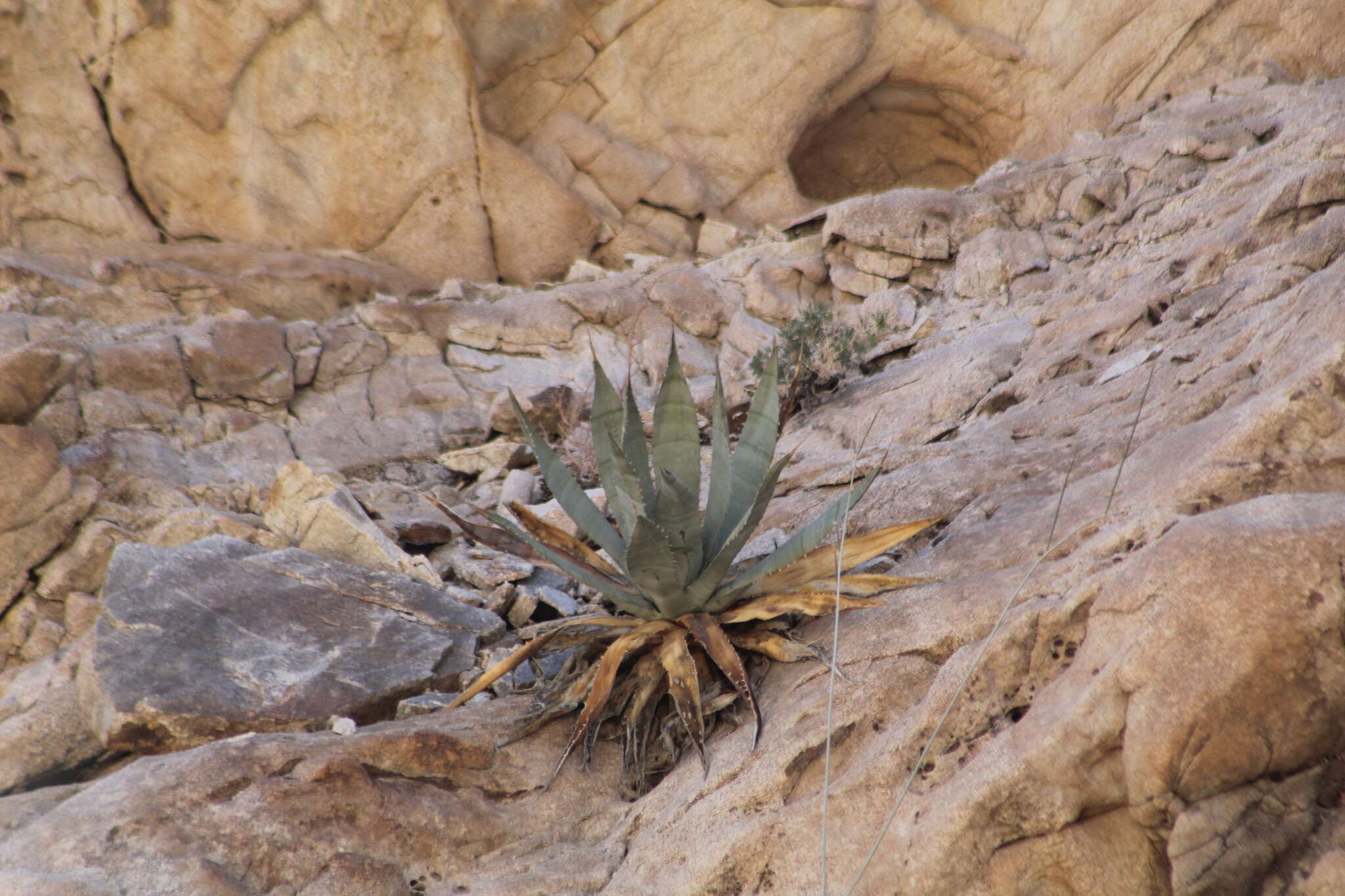 Image of Agave turneri R. H. Webb & Salazar-Ceseña