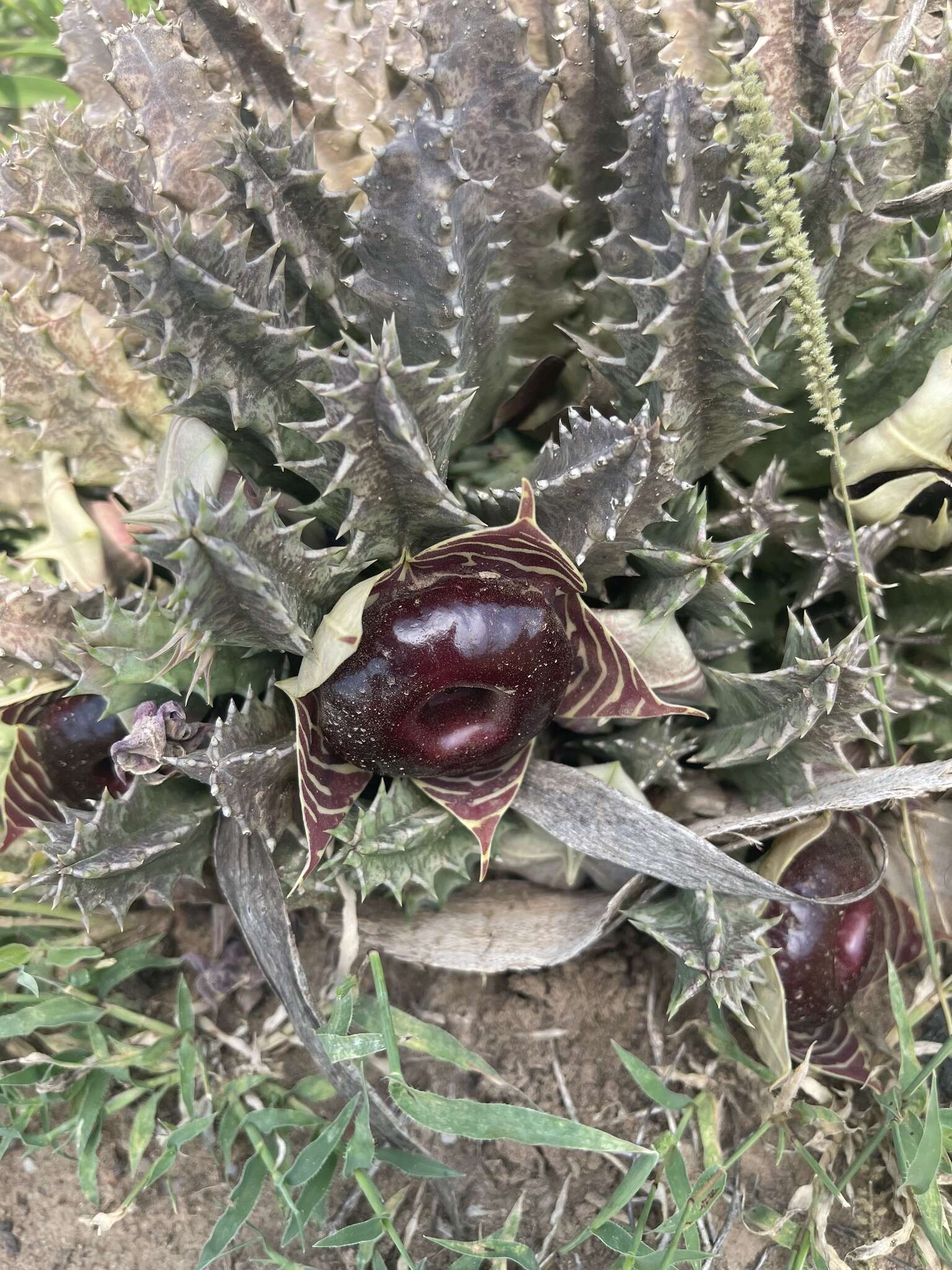 Image de Ceropegia zebrina (N. E. Br.) Bruyns