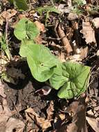 Image of Asarum canadense var. canadense