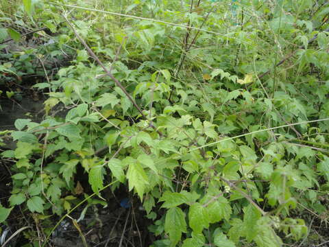 Image of Clematis brevicaudata DC.