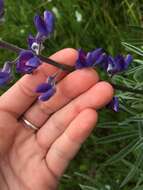 Imagem de Lupinus arbustus Lindl.