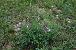 Plancia ëd Hedysarum branthii Trautv. & C. A. Mey.