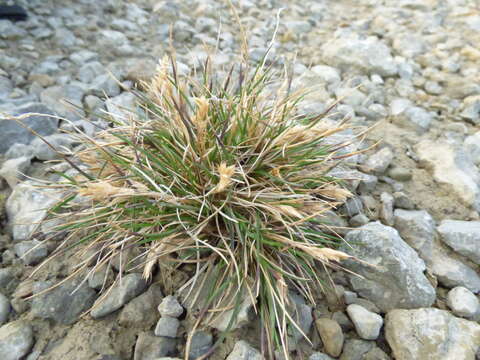 صورة Poa abbreviata R. Br.