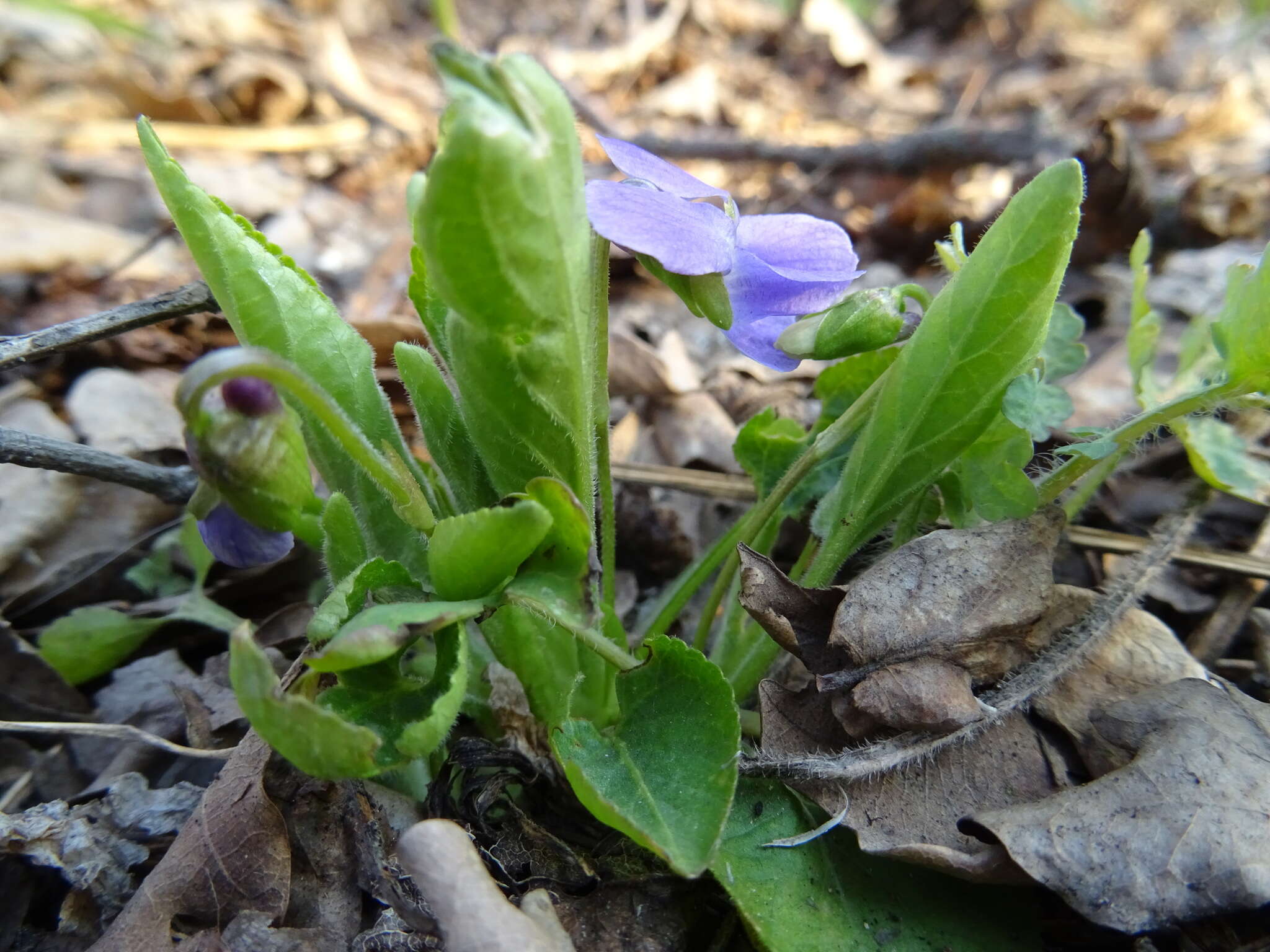 Image of Viola ambigua Waldst. & Kit.