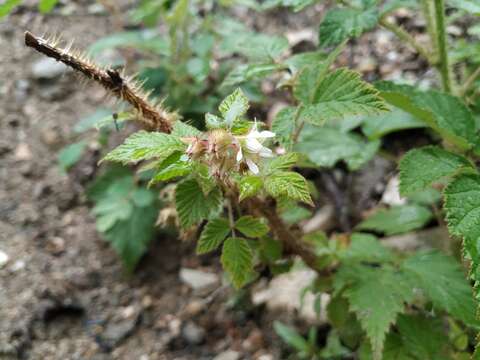 Image of Rubus sachalinensis H. Lév.