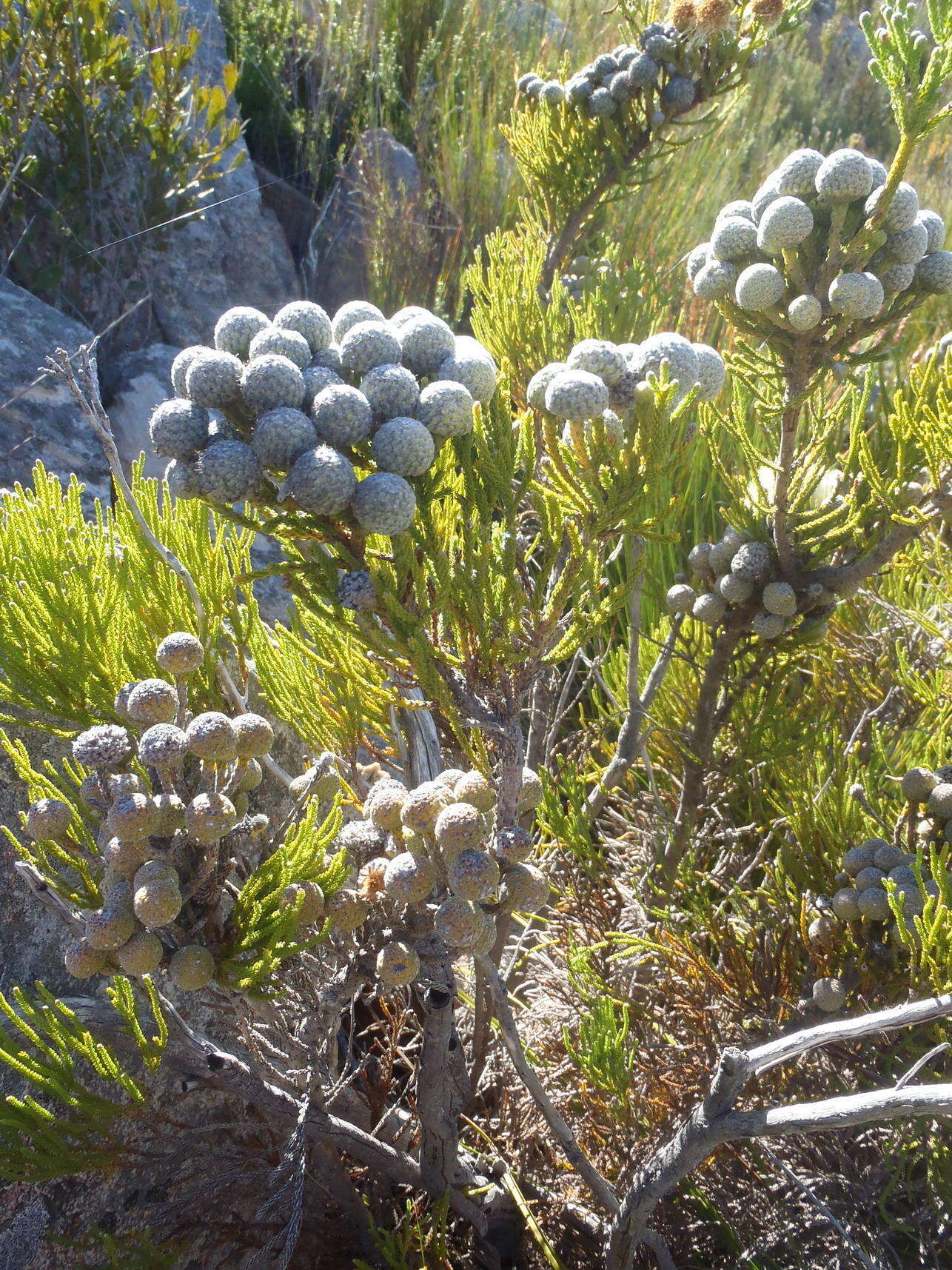 Image of Brunia noduliflora P Goldblatt & J. C. Manning