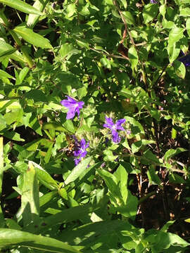 Image of ovate false fiddleleaf