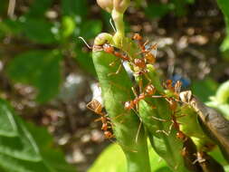 Image of Asian Weaver Ant