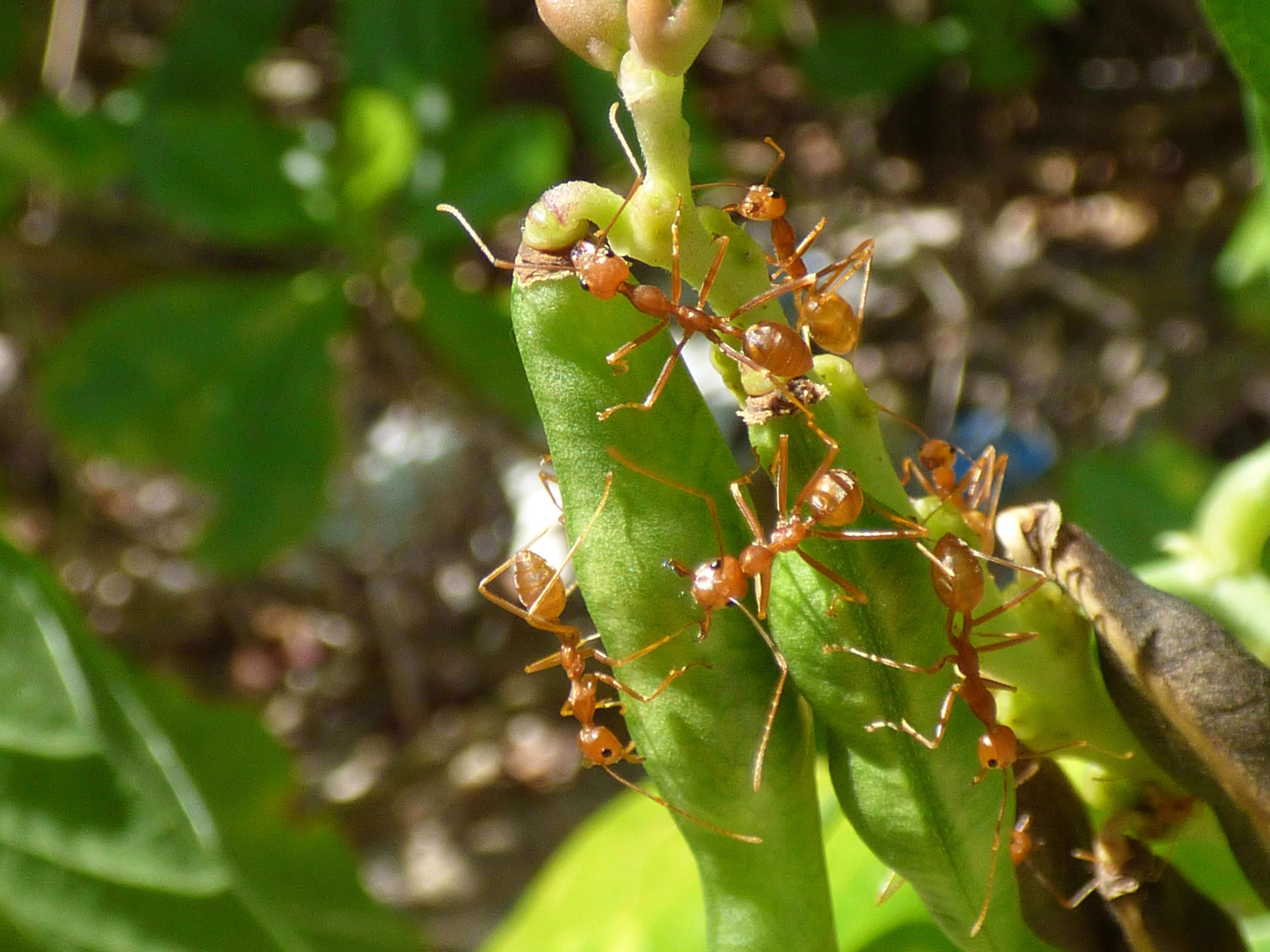 Image of Asian Weaver Ant