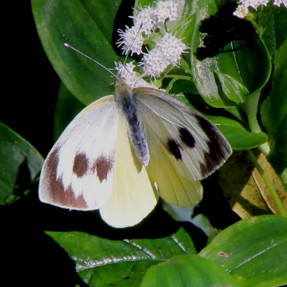 Image of Canary Islands Large White