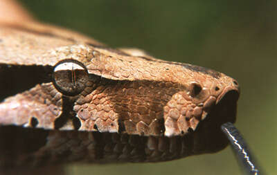 Boa constrictor Linnaeus 1758 resmi