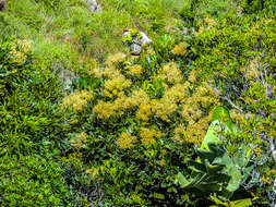 Image of Forest false cabbage-tree