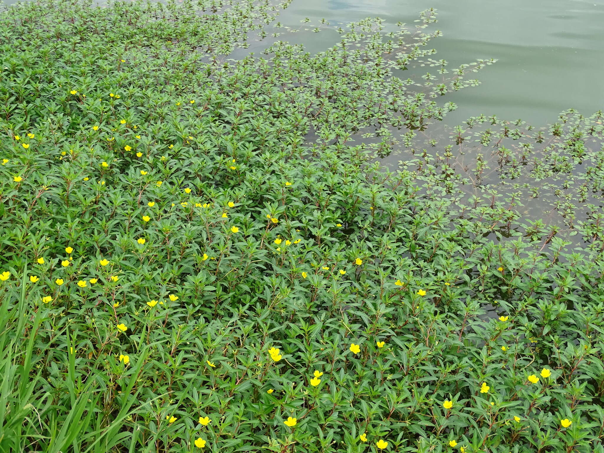 Слика од Ludwigia peploides subsp. glabrescens (Kuntze) Raven