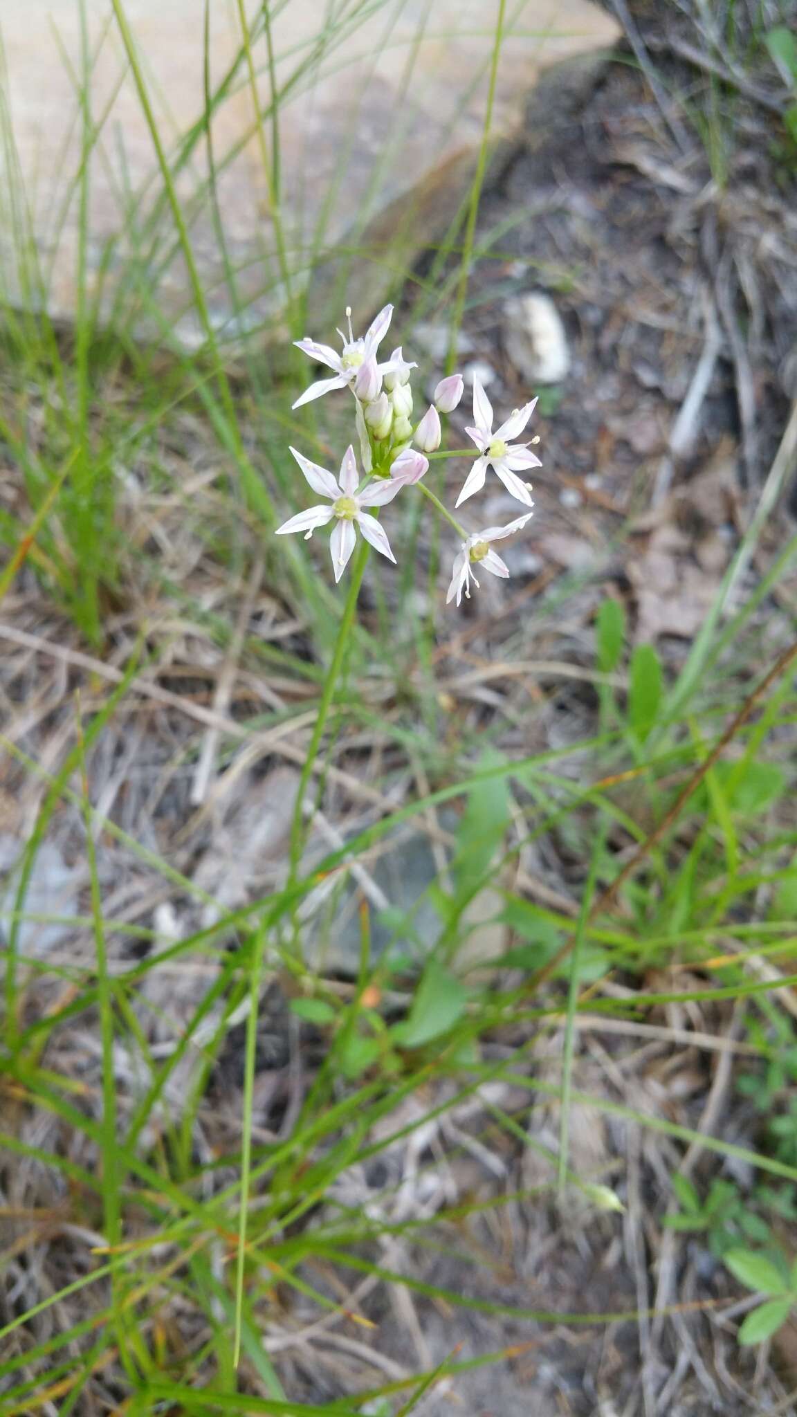 Image of Little River Canyon onion