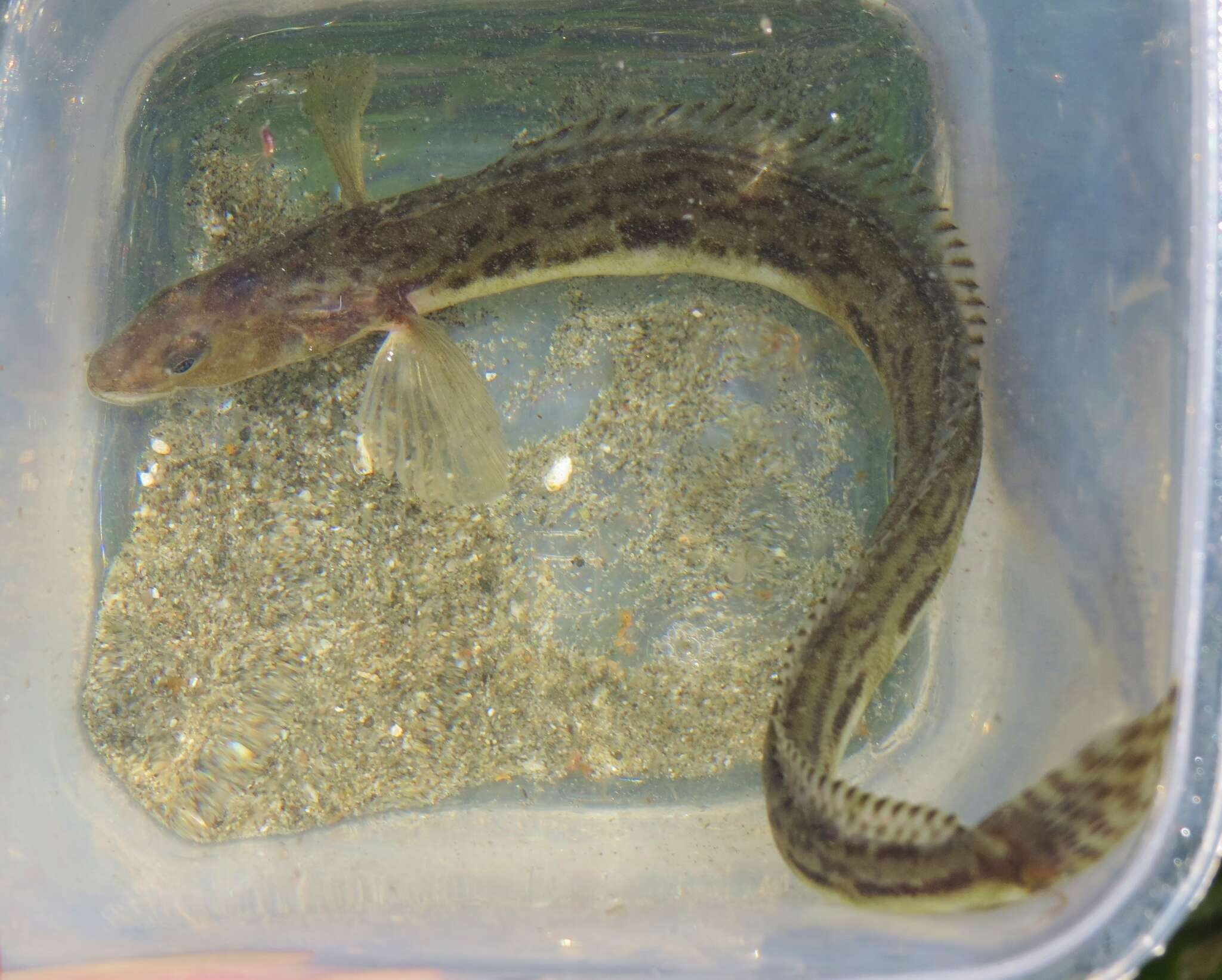 Image of Eel-blenny