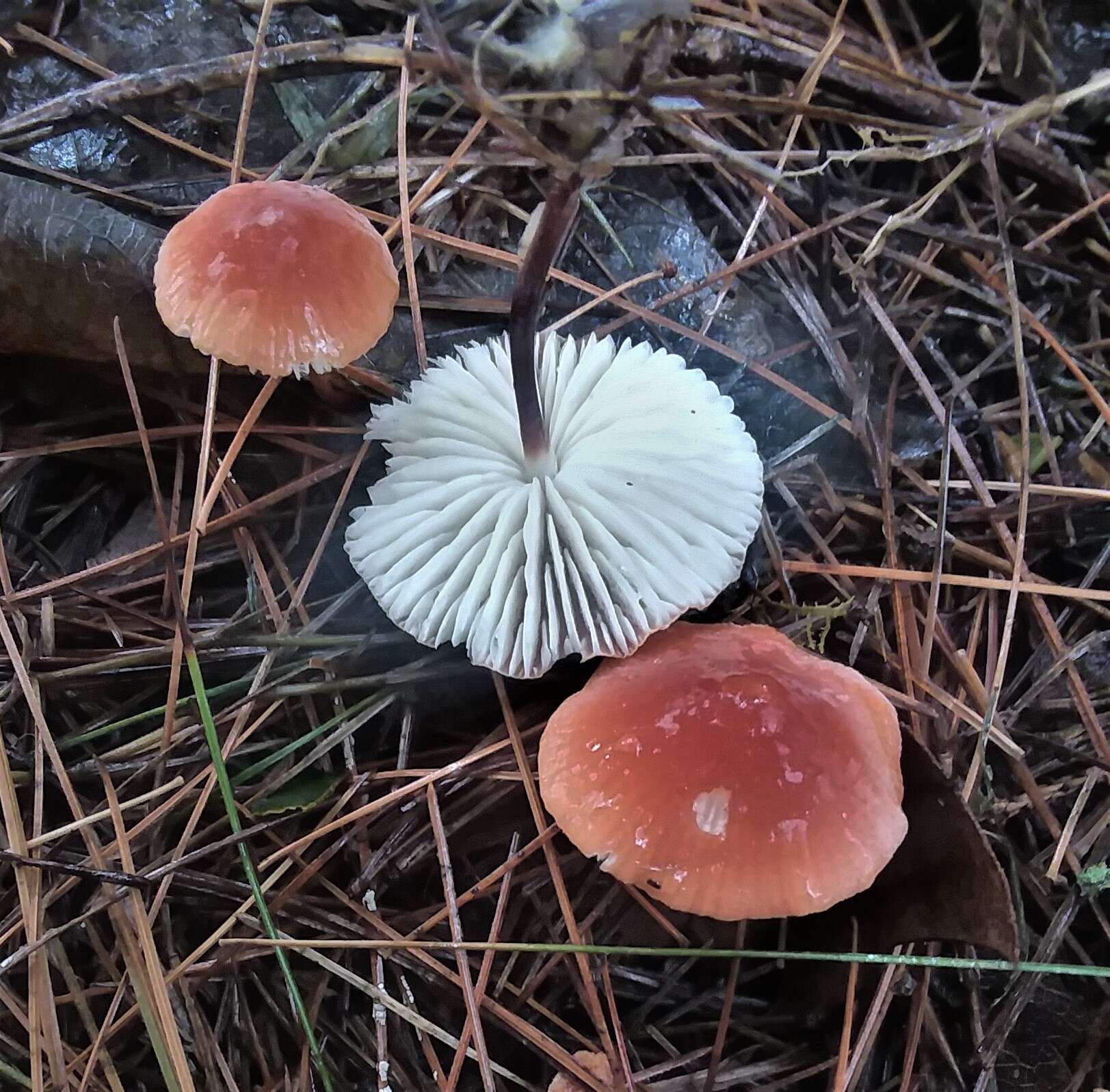 Image de Marasmius sullivantii Mont. 1856