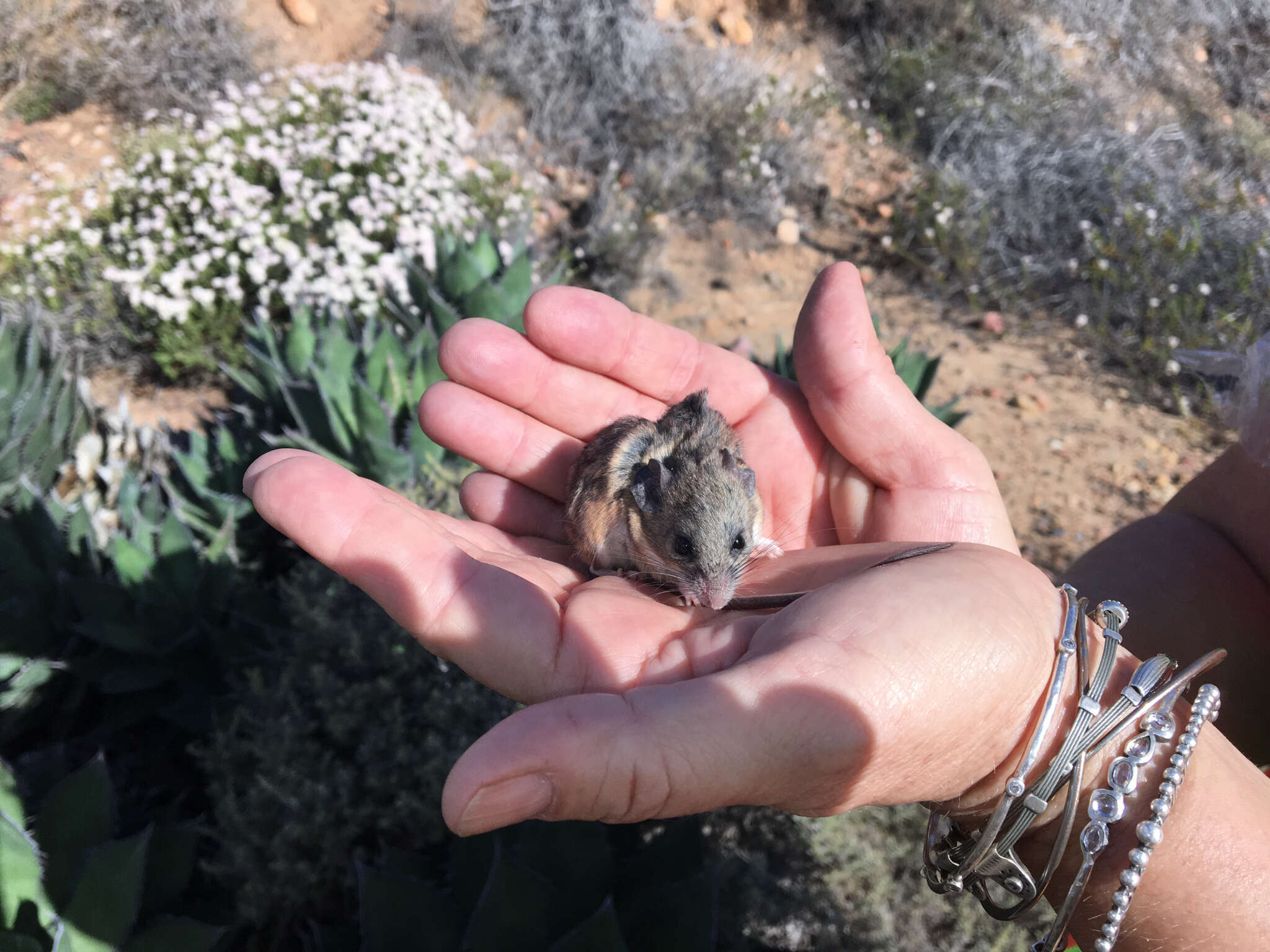 Imagem de Peromyscus fraterculus (Miller 1892)