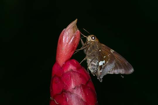 Plancia ëd Epargyreus spina Evans 1952