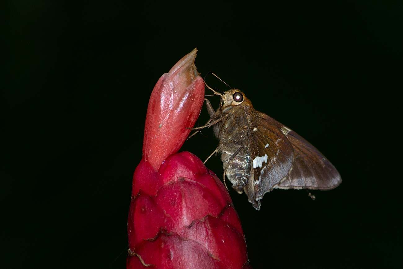 Imagem de Epargyreus spina Evans 1952