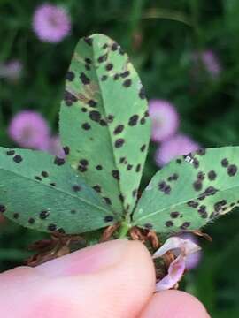 Pseudopeziza trifolii (Biv.) Fuckel 1870的圖片