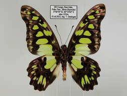 Sivun Graphium tynderaeus (Fabricius 1793) kuva