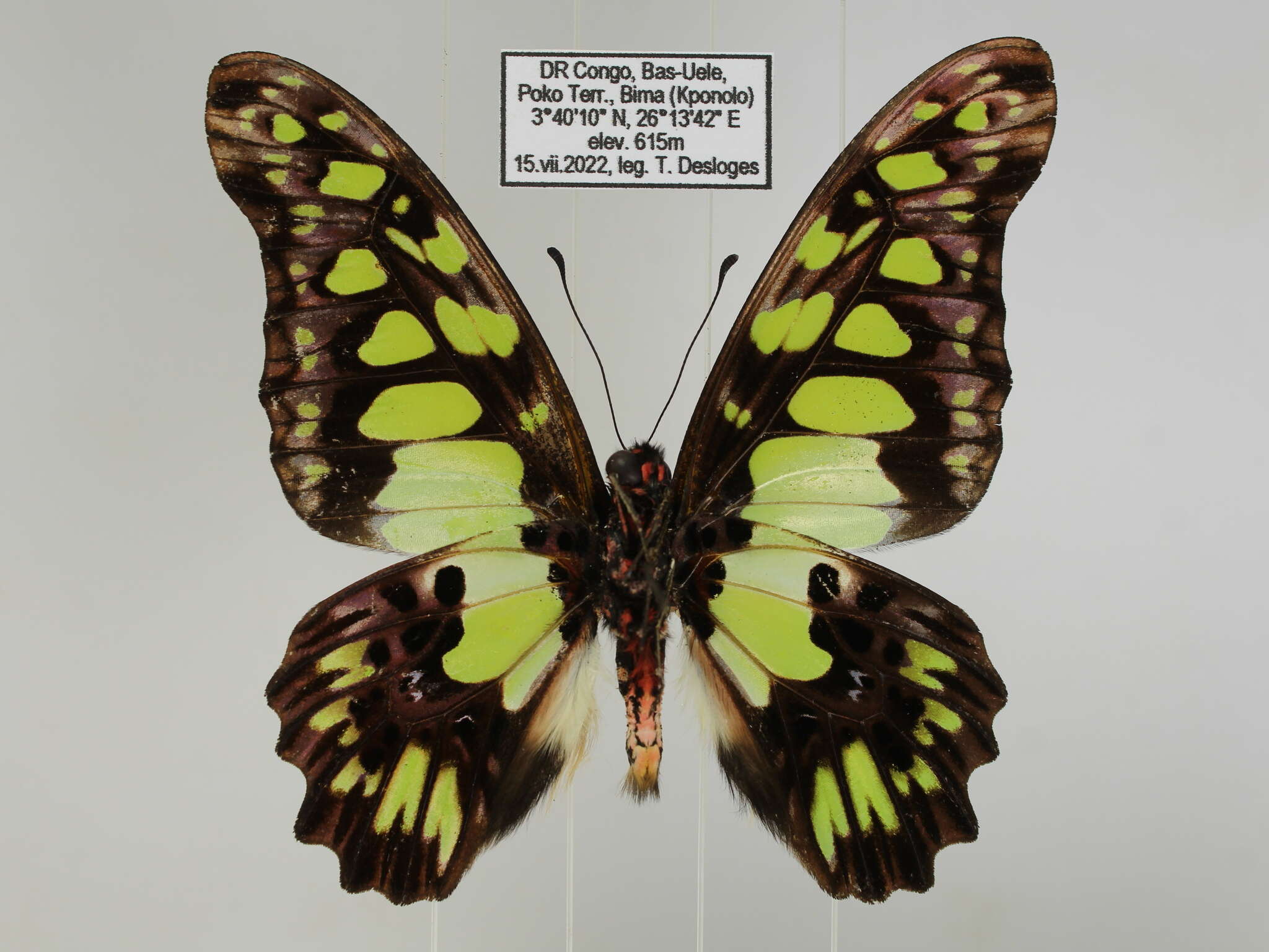 Sivun Graphium tynderaeus (Fabricius 1793) kuva