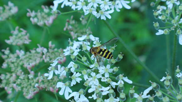 Plancia ëd Syrphus ribesii (Linnaeus 1758)