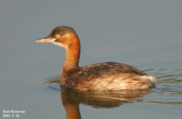 Image of Little Grebe