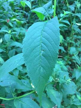 Image of scarlet beebalm