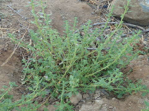 Image of clammy goosefoot