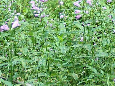 Image of Slender-Leaf False Dragonhead