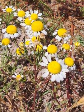 صورة Oncosiphon africanum (Berg.) M. Källersjö