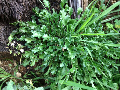 Plancia ëd Leucanthemum vulgare Lam.