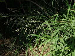 Image of Guinea Grass