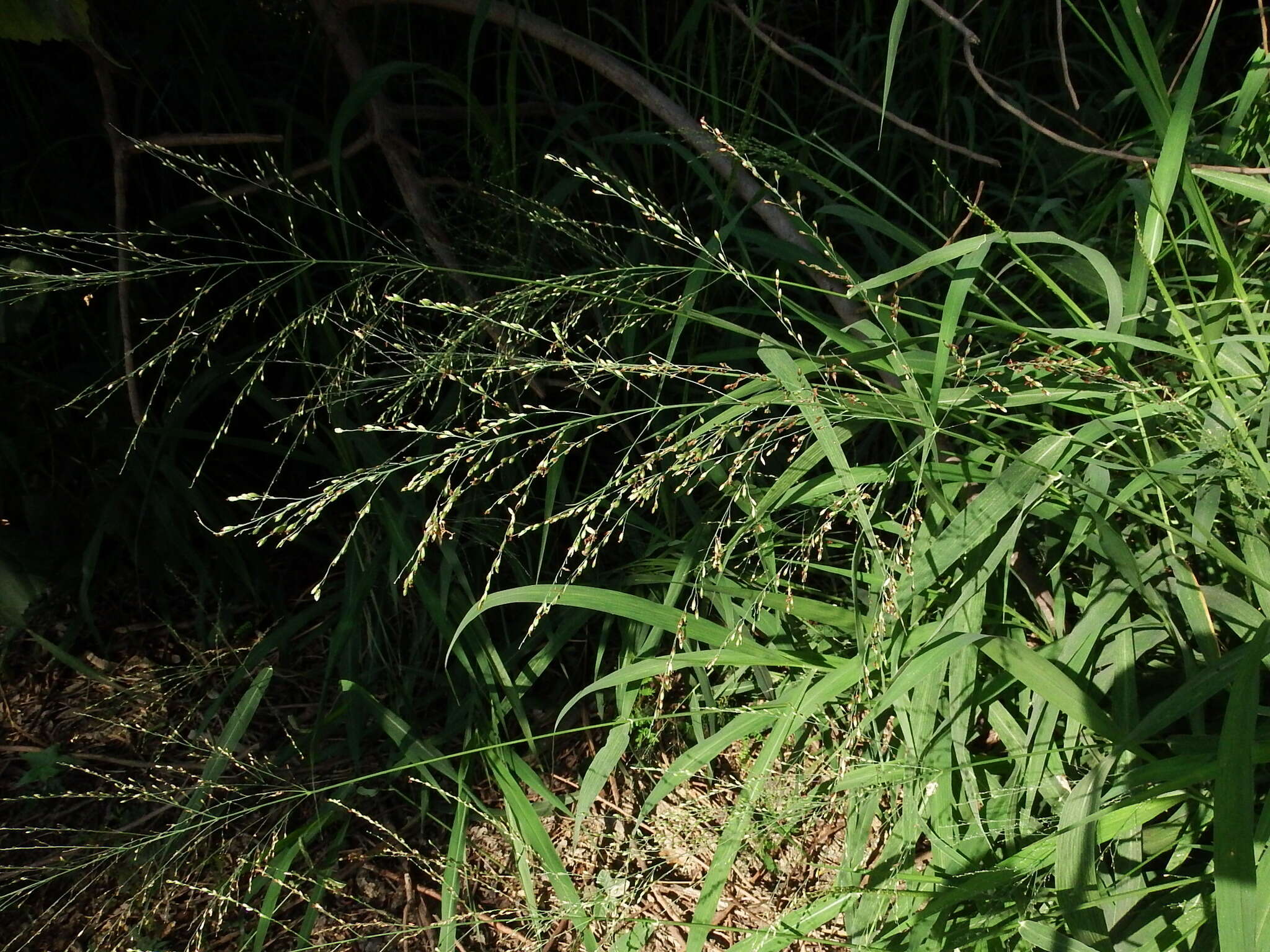 Imagem de Panicum maximum Jacq.