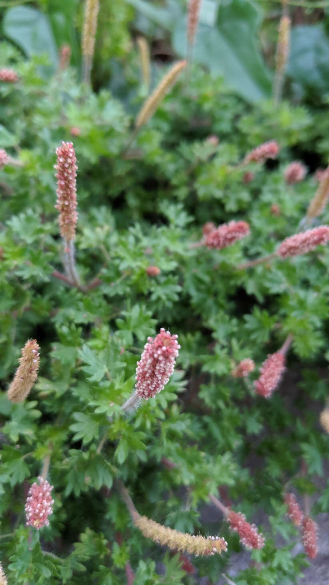 Imagem de Acalypha radians Torr.