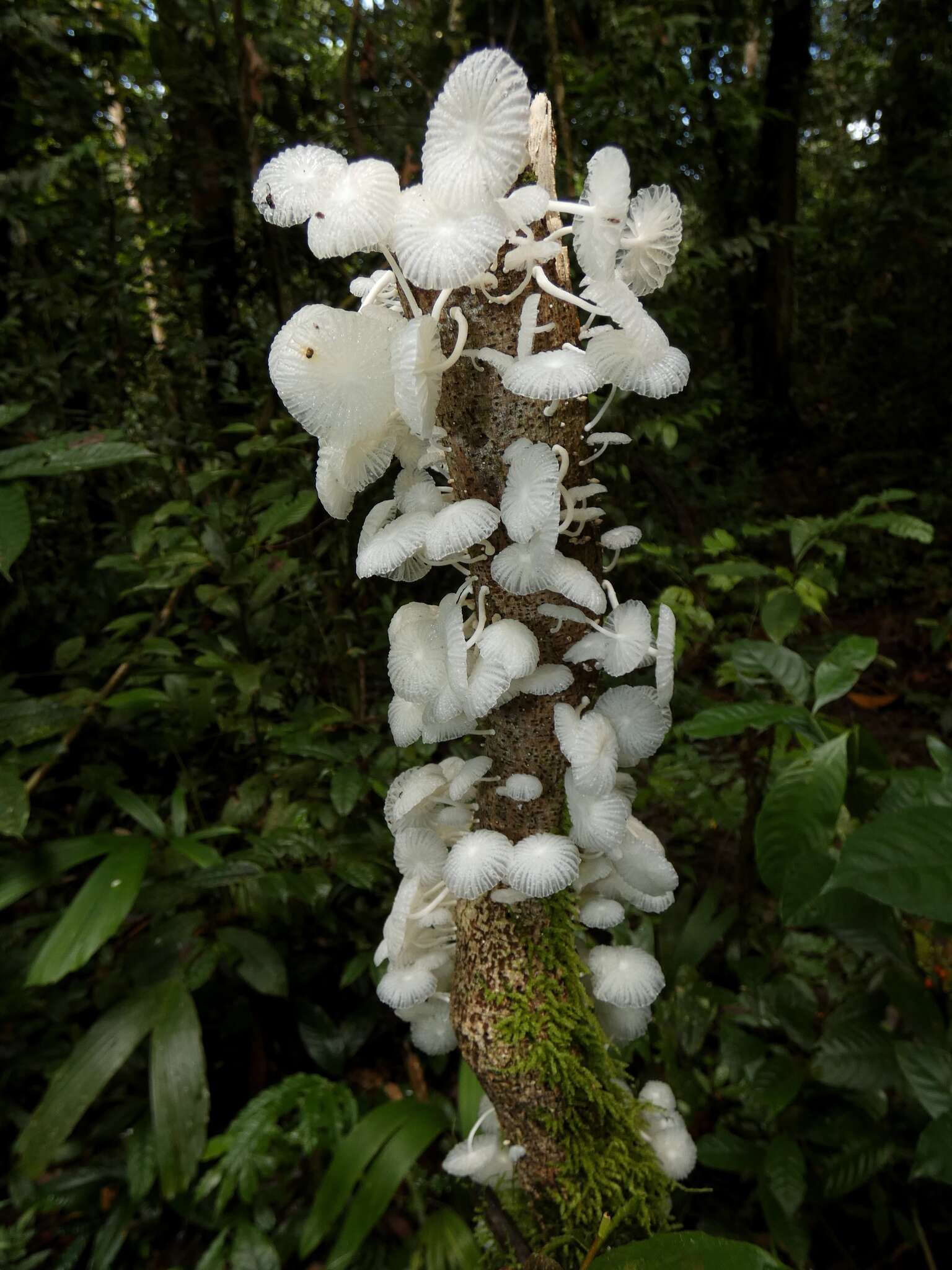 Plancia ëd Marasmiellus cubensis (Berk. & M. A. Curtis) Singer 1962