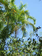 Image of Carpentaria acuminata (H. Wendl. & Drude) Becc.