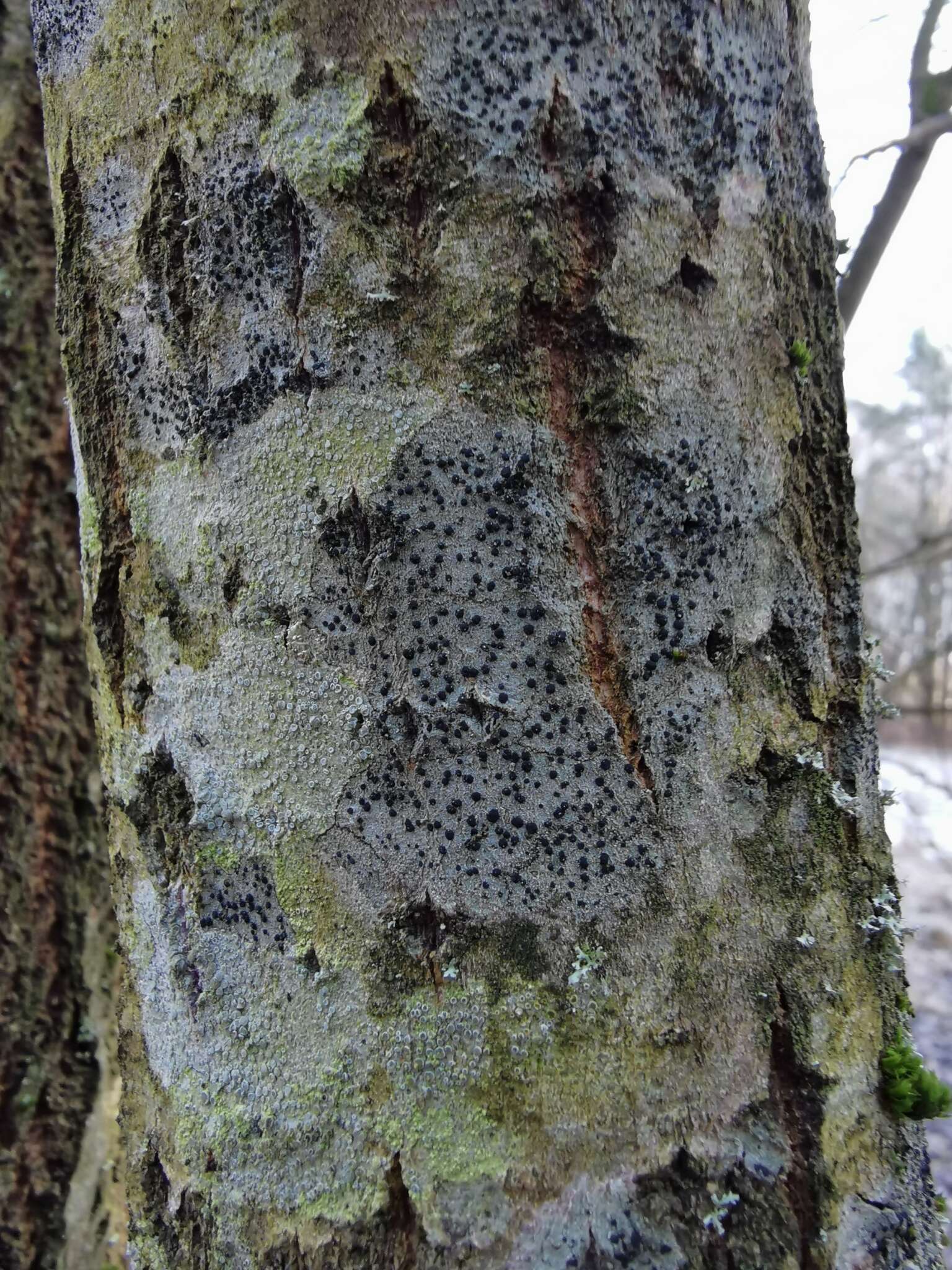 Image of lecidella lichen