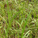 Image of Barefoot Panicgrass