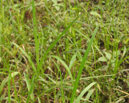 Image of Barefoot Panicgrass