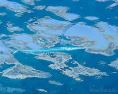Image of Keeltail Needlefish
