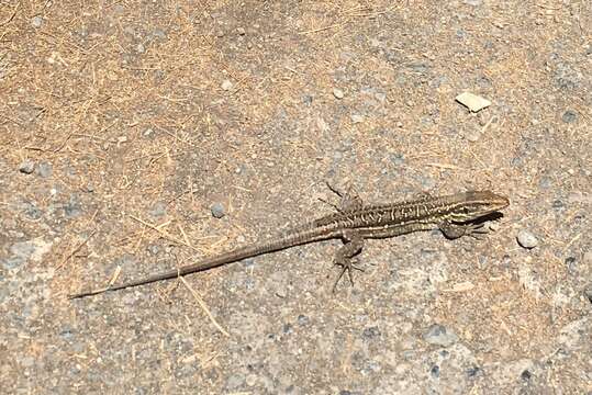 Image of Tenerife Lizard