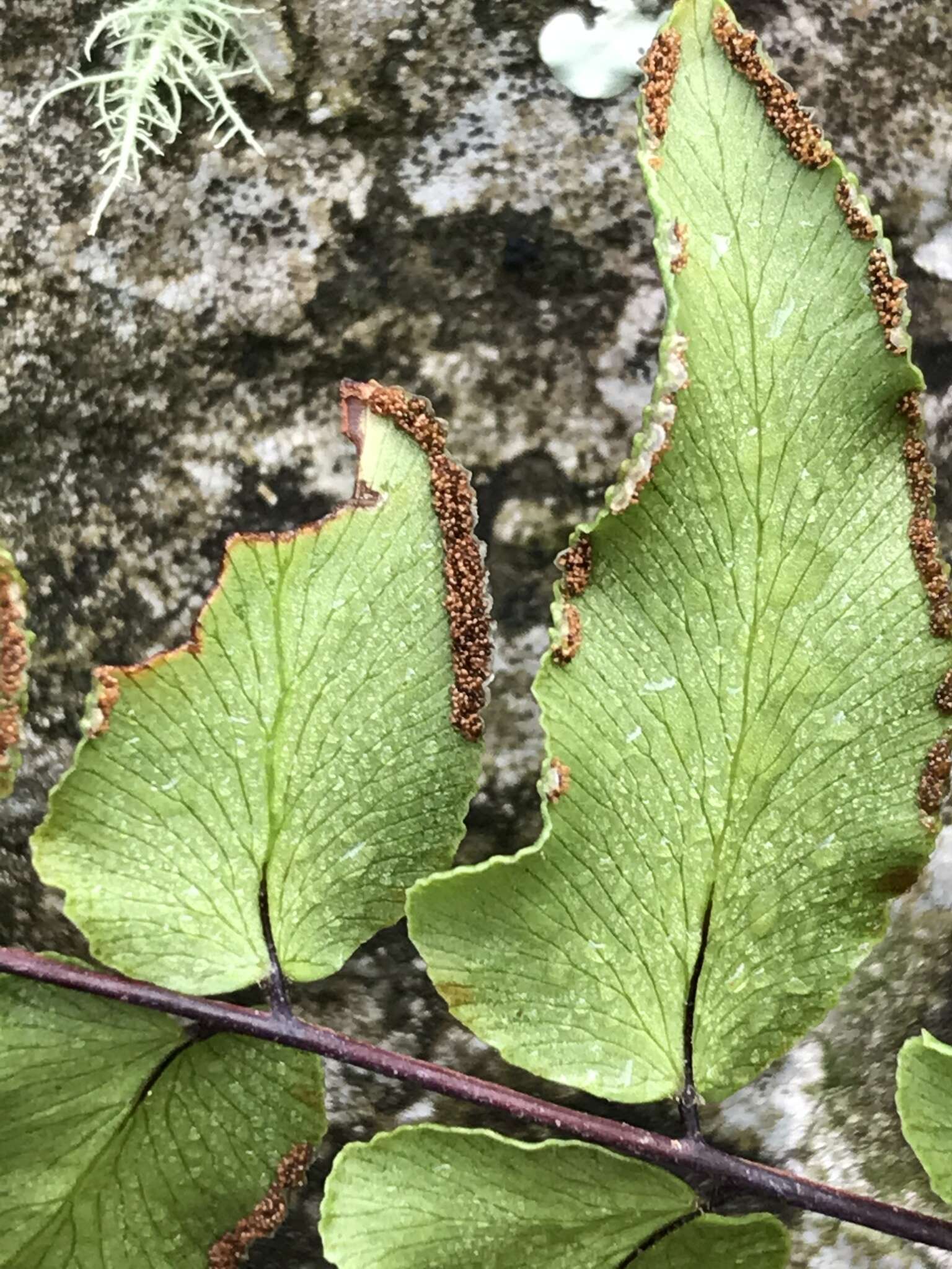 Plancia ëd Oeosporangium