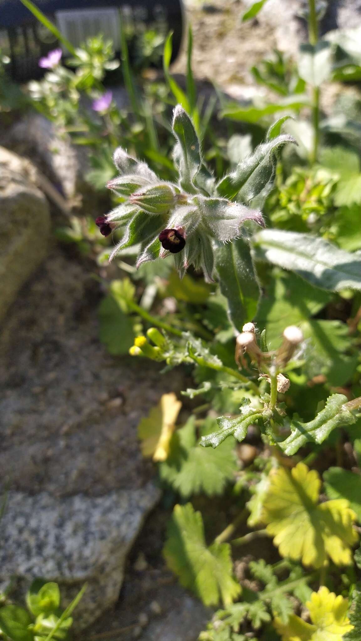 Nonea vesicaria (L.) Rchb.的圖片